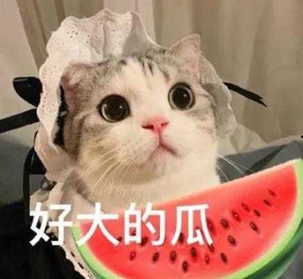 娱乐圈猫猫吃瓜小说,猫猫吃瓜,揭秘明星背后的秘密